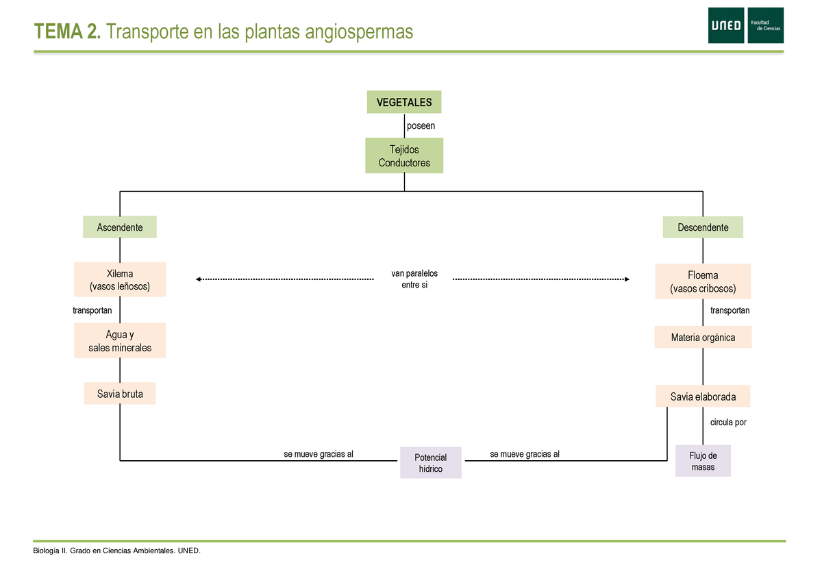 T Mapa Conceptual Mapa Tema Transporte En Las Plantas Angiospermas Biolog A Ii Grado