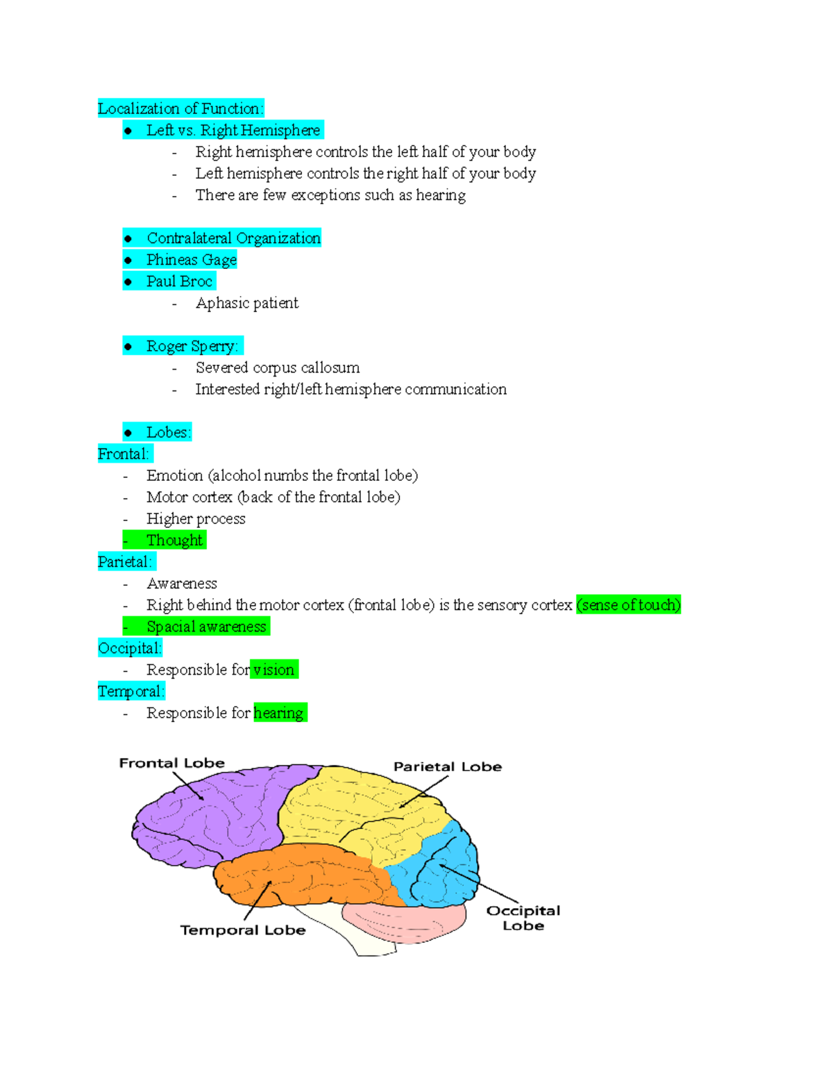 left hemisphere essay