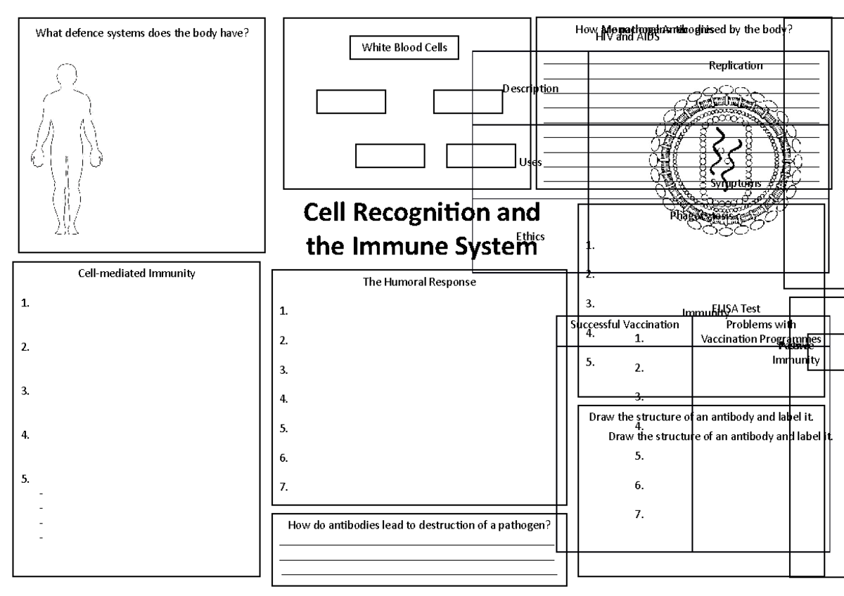 Cell Recognition and the Immune System Revision - How do antibodies ...