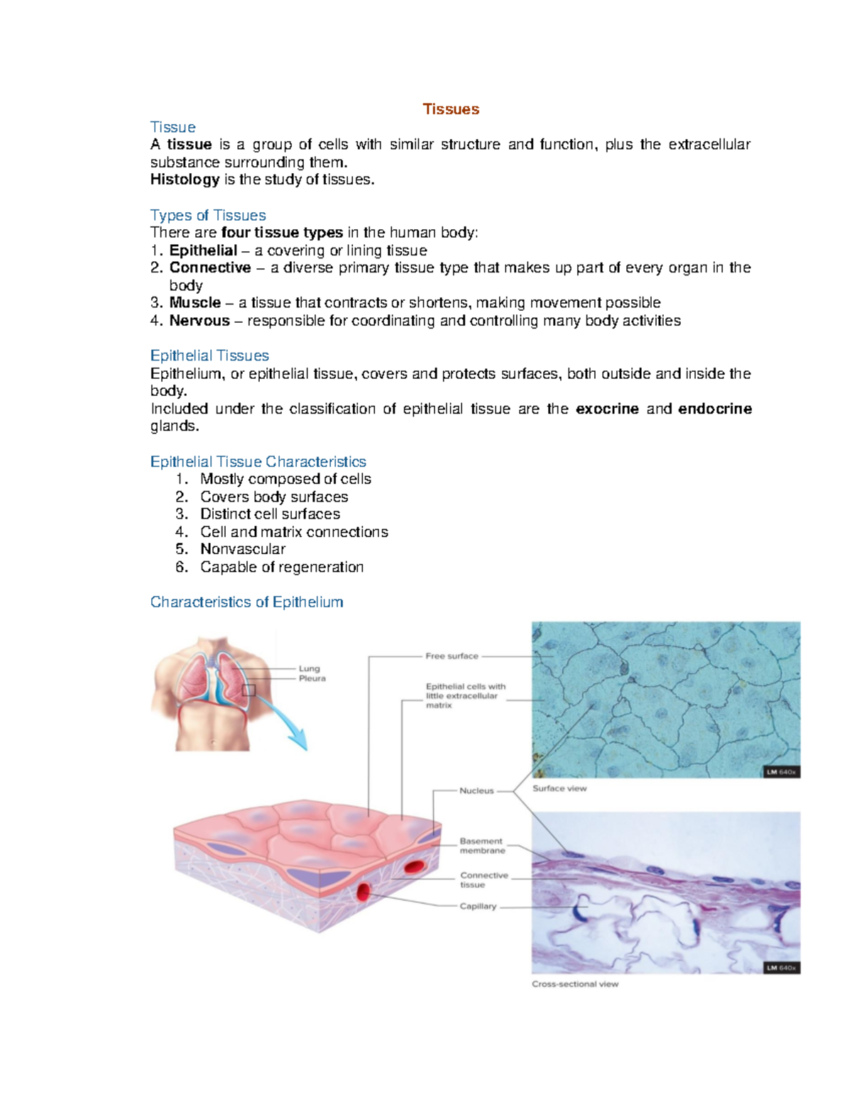Chapter 4 Tissue - ANATOMY AND PHYSIOLOGY - Tissues Tissue A tissue is ...