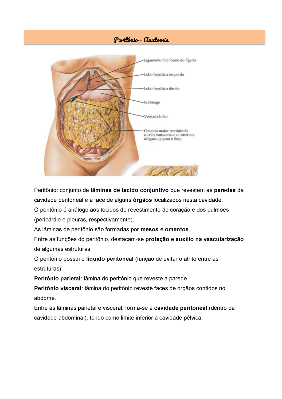 Peritônio e cavidade peritoneal: Anatomia e Função