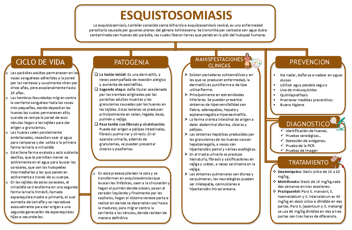 Esquistosomiasis - CICLO DE VIDA PREVENCION DIAGNOSTICO P R E V E N C I ...