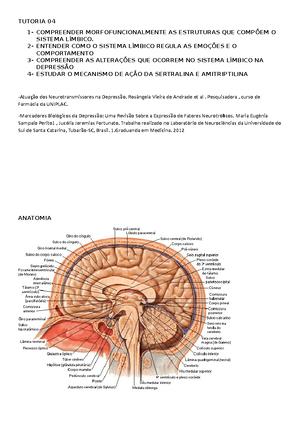 Nucleos da base - neuroanatomia - NÚCLEOS DA BASE ESTRUTURA E FUNÇÕES ...