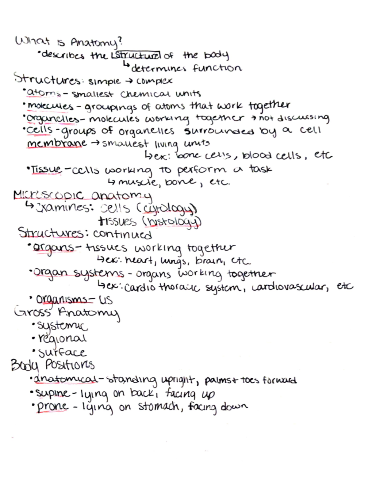 What is anatomy - What is Anatomy? Top •describes the structure of the ...