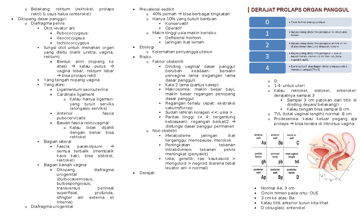 Catatan Reproduksi-81-95 - O Belakang: Rektum (rektokel, Prolaps Rekti ...