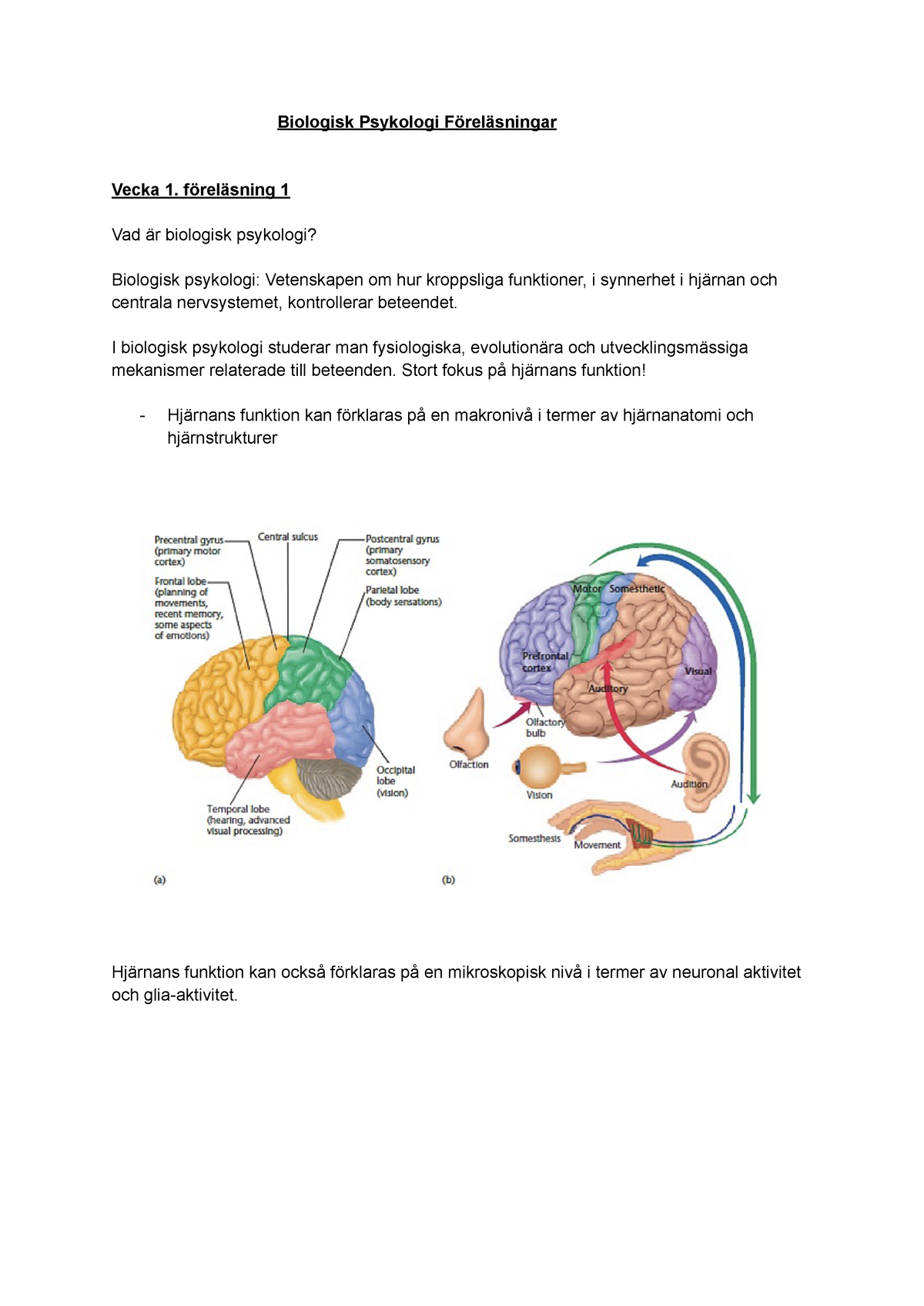 Biologisk Psykologi - Anteckningar Från Föreläsningar - Biologisk ...