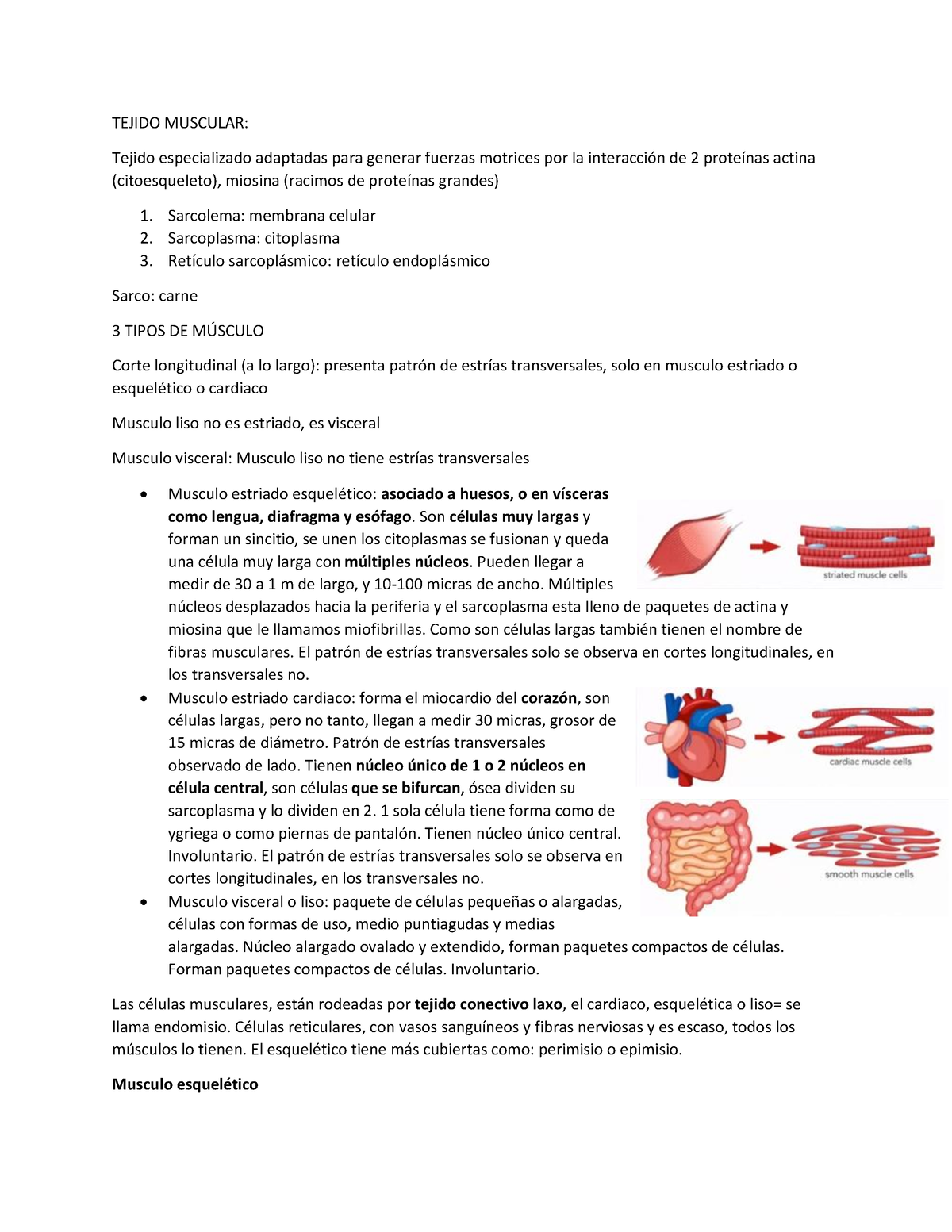 Fisiología general; un esbozo de la ciencia de la vida . Fig.  135.-Histolysis de fibras musculares en la cola de la larva de la^rana.  (Después Looss.) El isotrópico y el anisotrópico sustancias