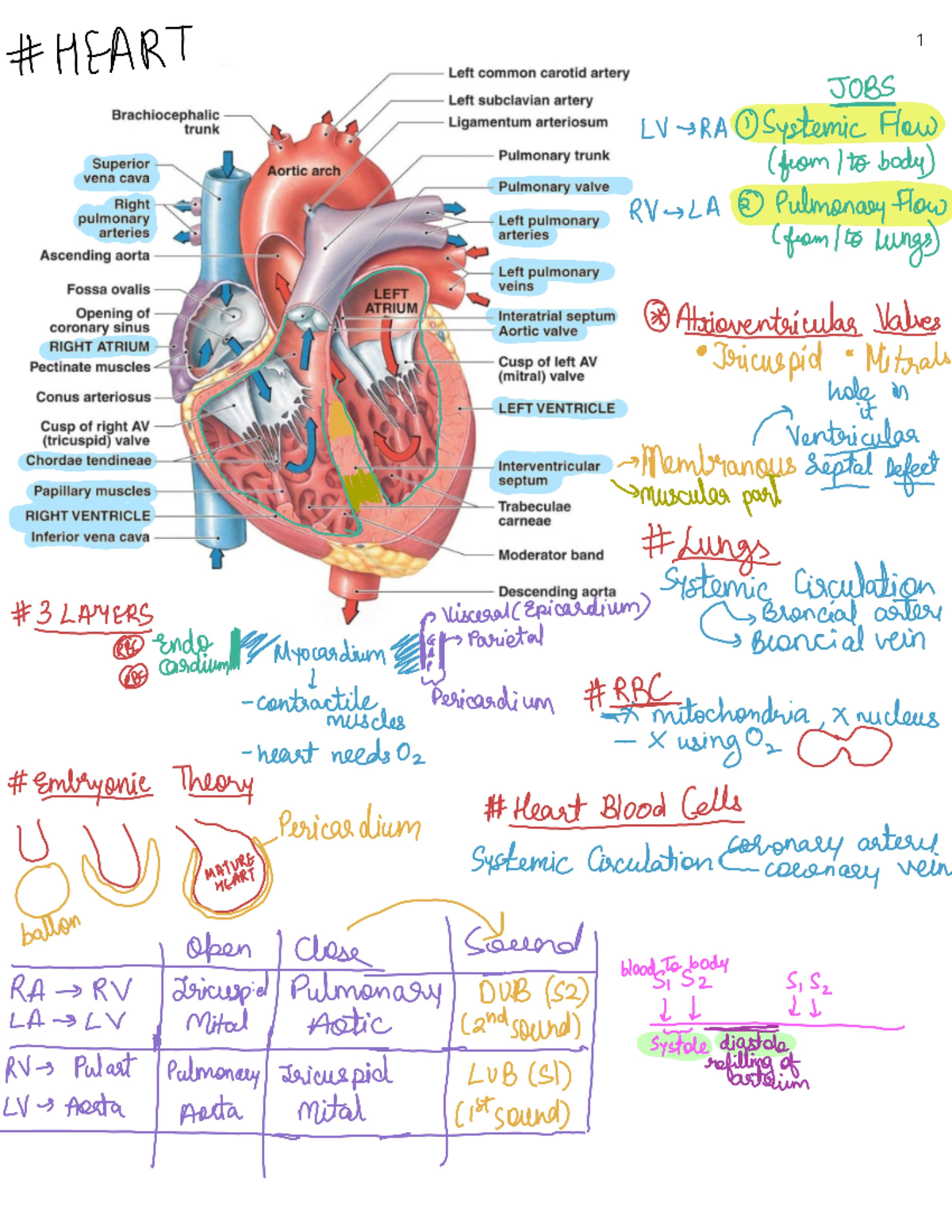 Circulatory sys notes - BSC 6432 - Studocu