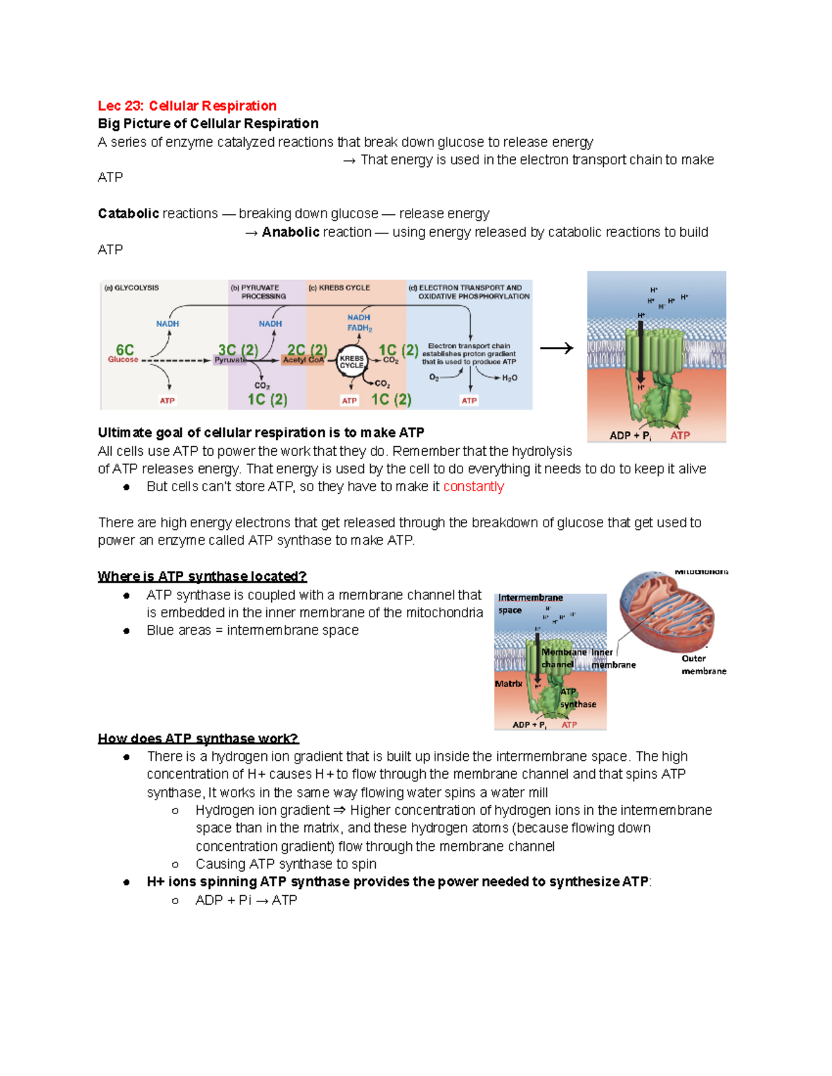 Lec 23 Cellular Respiration - Lec 23: Cellular Respiration Big Picture ...