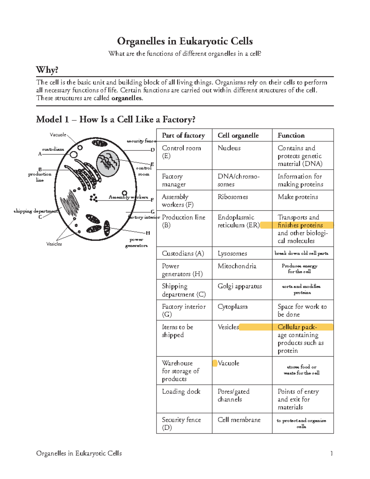 Organelles in Eukaryotic Cells (What are the functions of different ...