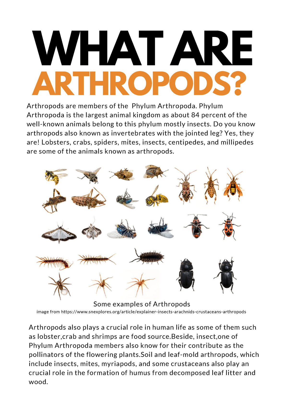 ASSIGNMENT : ANTHROPODS - WHAT ARE ARTHROPODS? Arthropods are members of  the Phylum Arthropoda. - Studocu