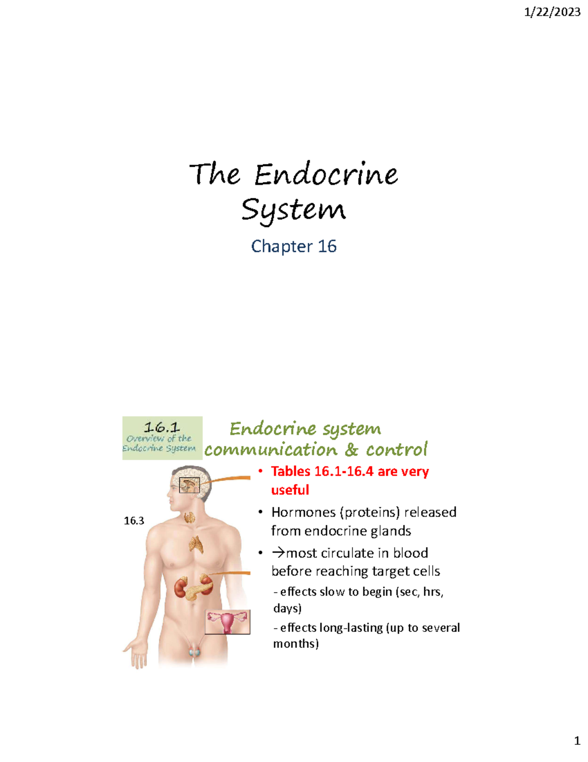 16 (slides) endocrine - The Endocrine System Chapter 16 Endocrine ...