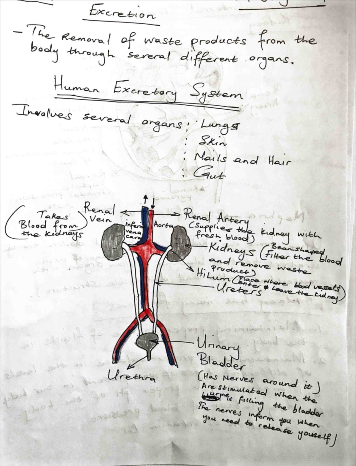Excretion Grade 11 - The notes i made will help understand a lot easier ...