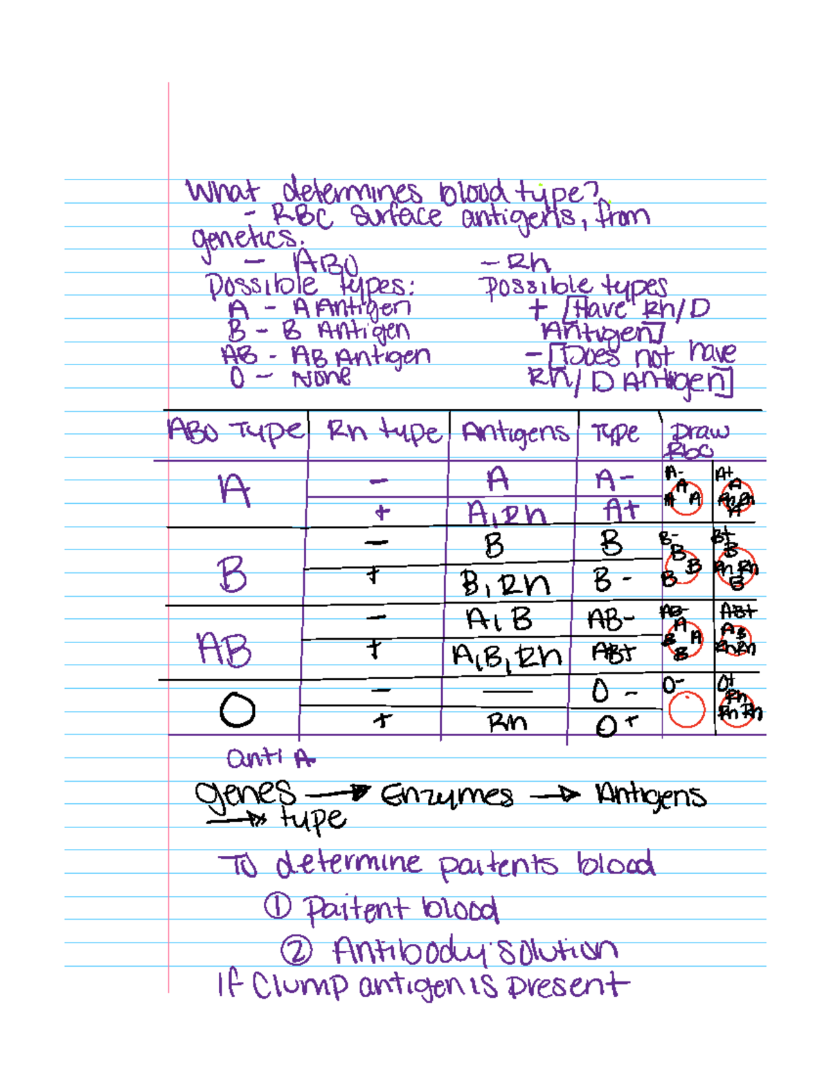 Blood Notes 929 What determines blood type RBC surface antigens from