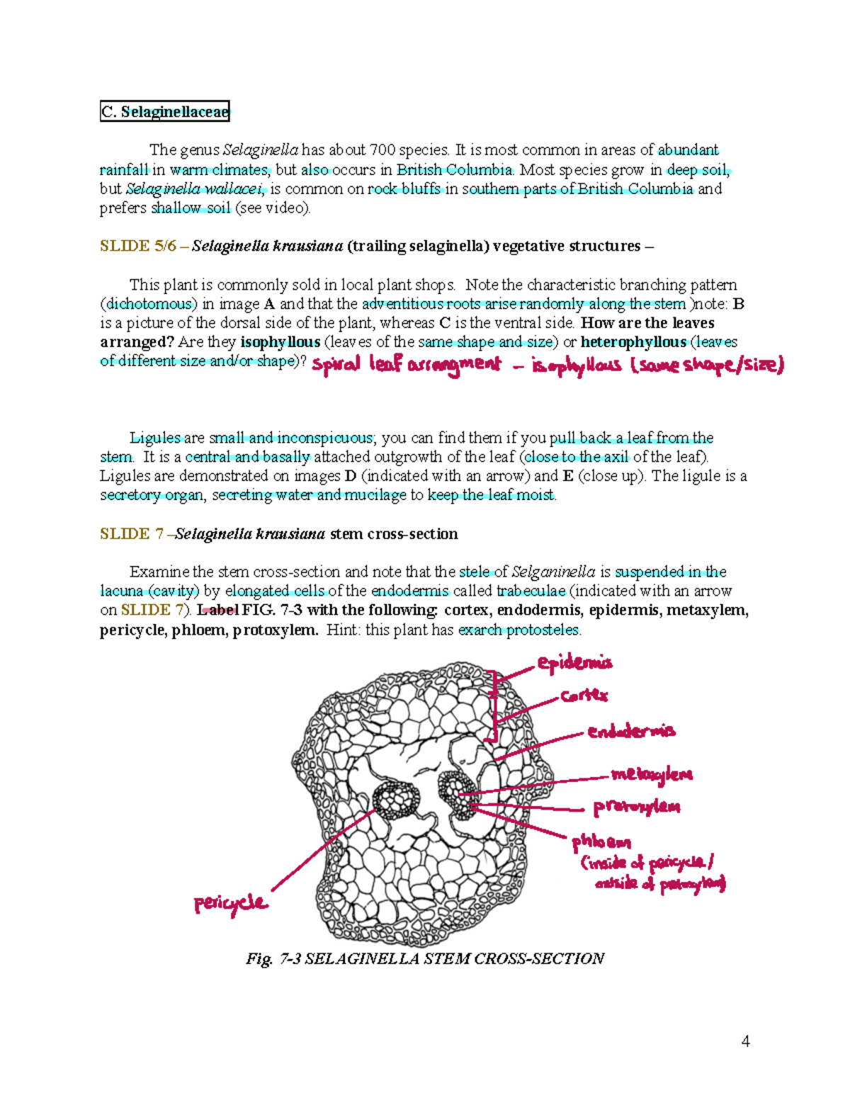 3 - Lab assignment - 4 C. Selaginellaceae The genus Selaginella has ...