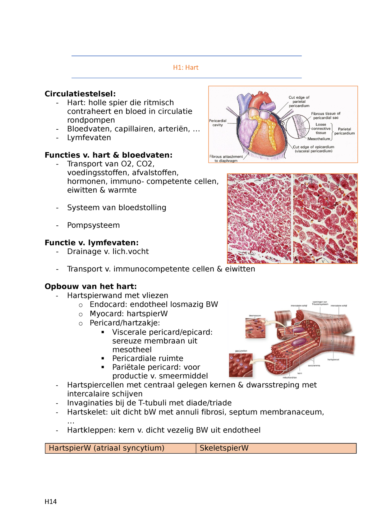 LES1Histologie - H1 Histologie En Histopathologie - H1: Hart ...