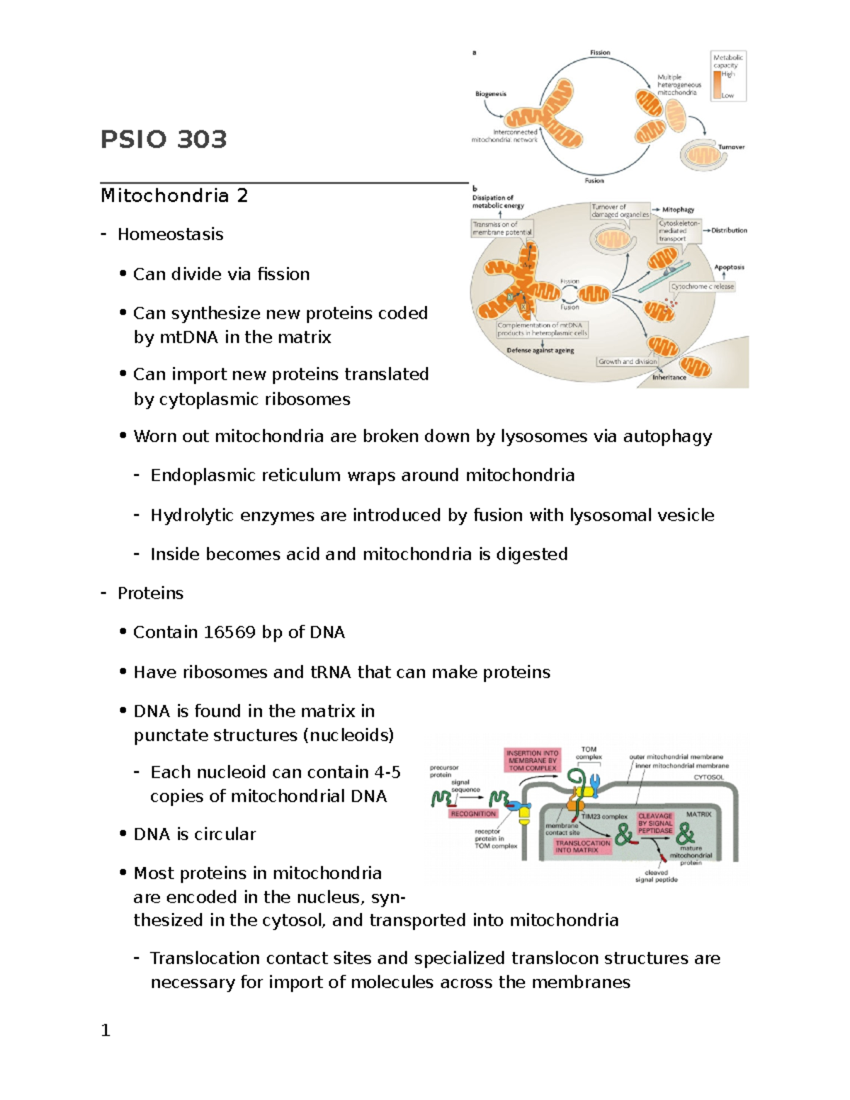 Lecture 9 - Mitochondria 2 - Wednesday, August 28, Y PSIO 303 ...