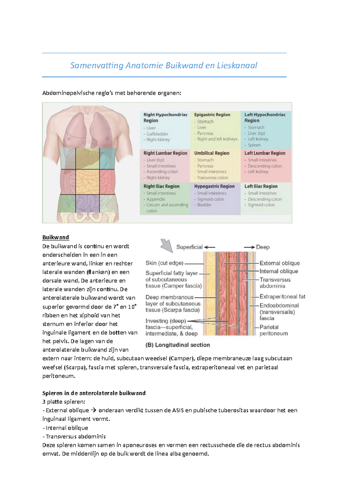 Samenvatting Anatomie Buikwand en Lieskanaal - Samenvatting Anatomie ...