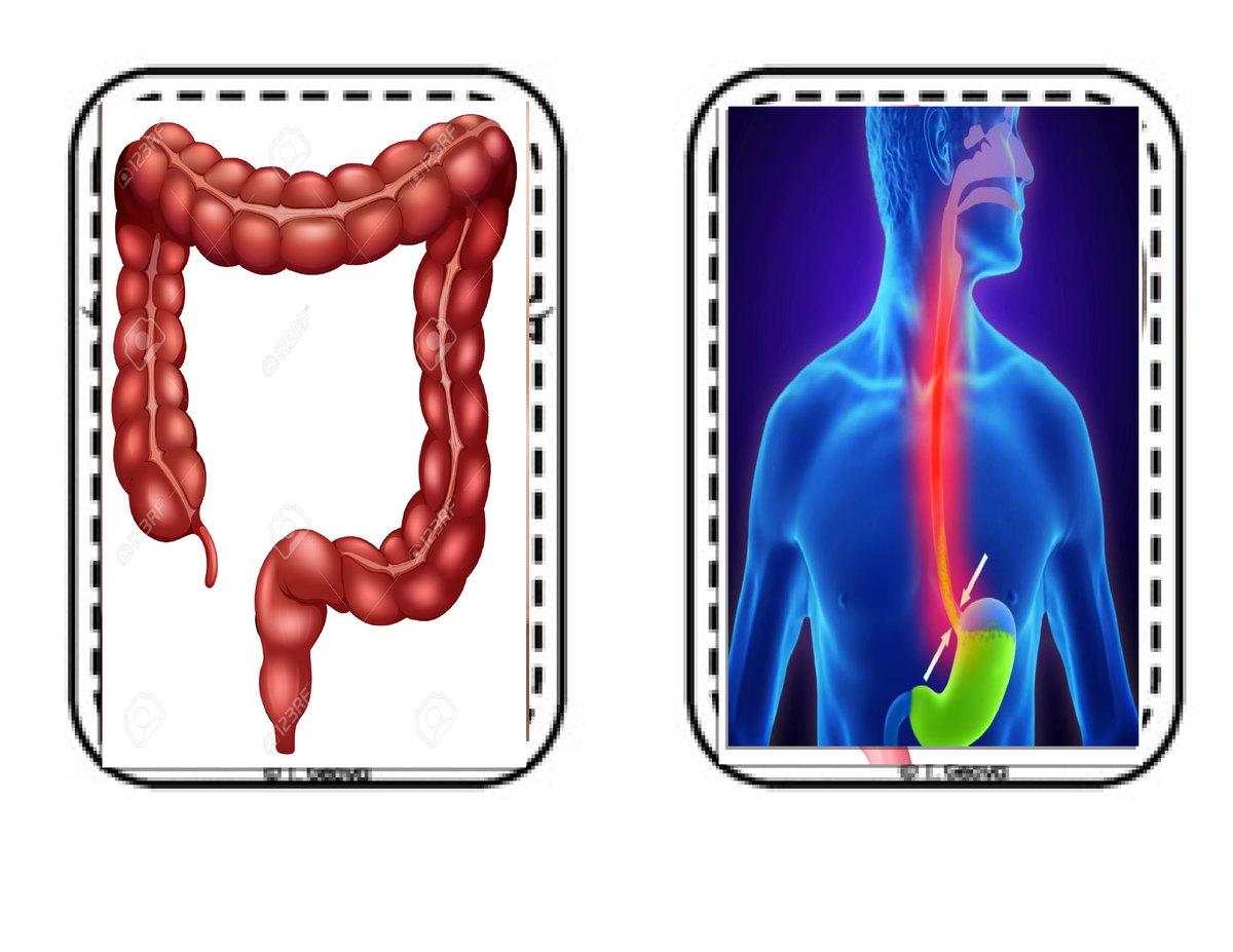 Digestive flashcards Junior High School Studocu