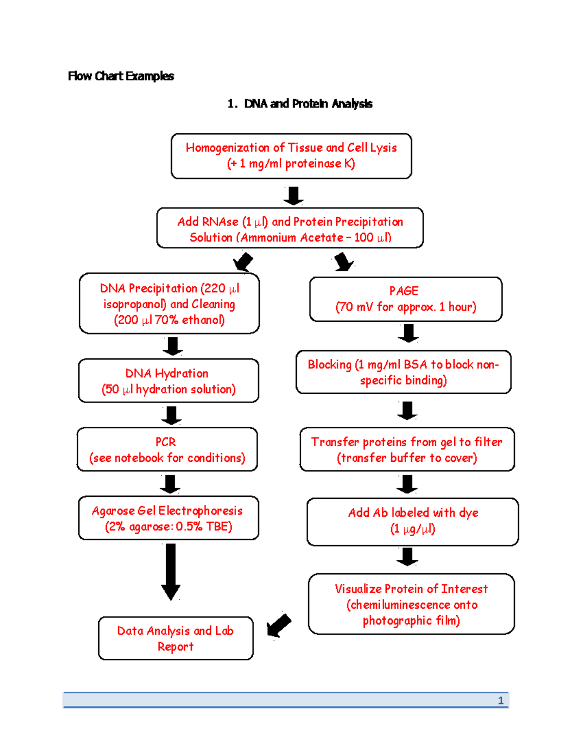 Flow Chart Examples Flow Chart Examples DNA and Protein Analysis 1