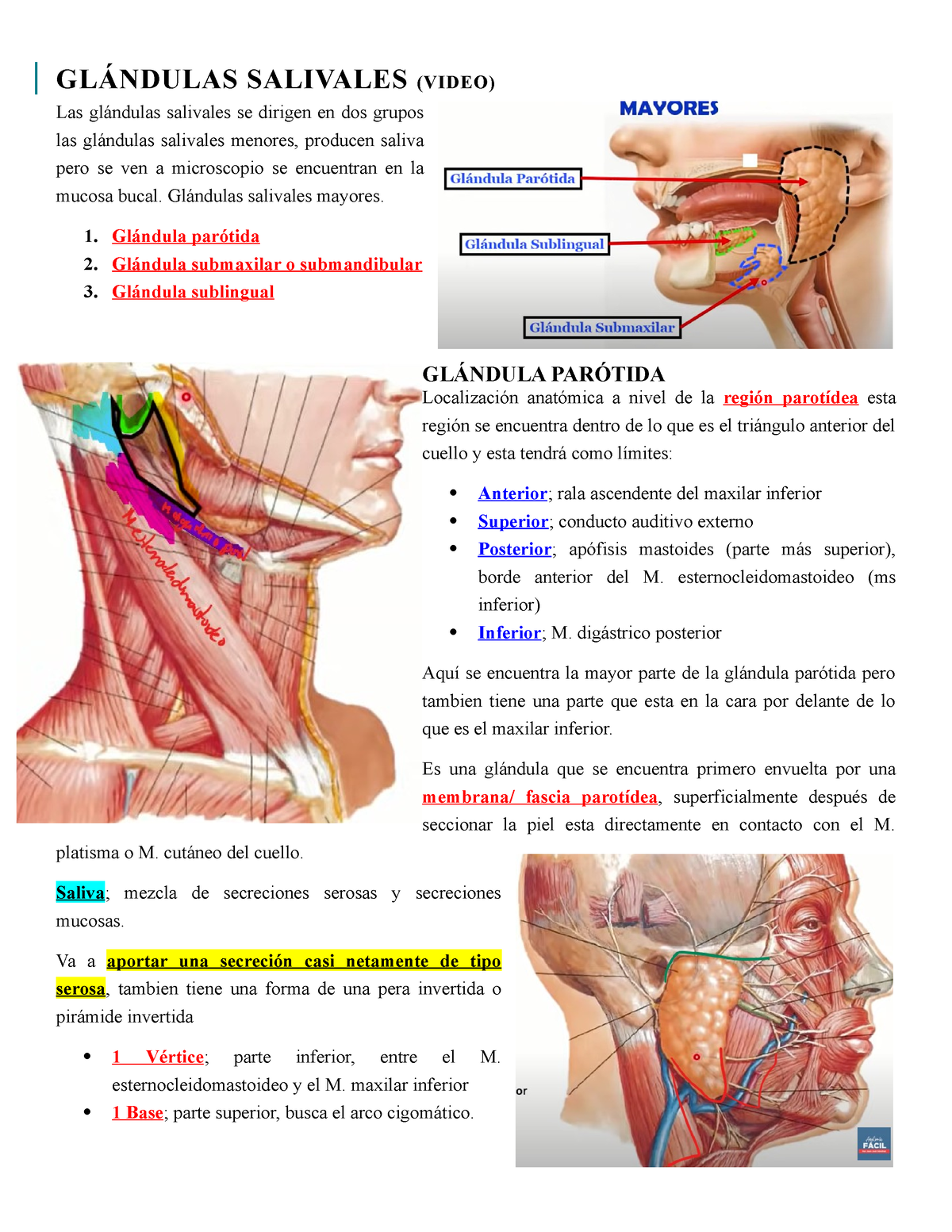 anatomía de la glándula parótida