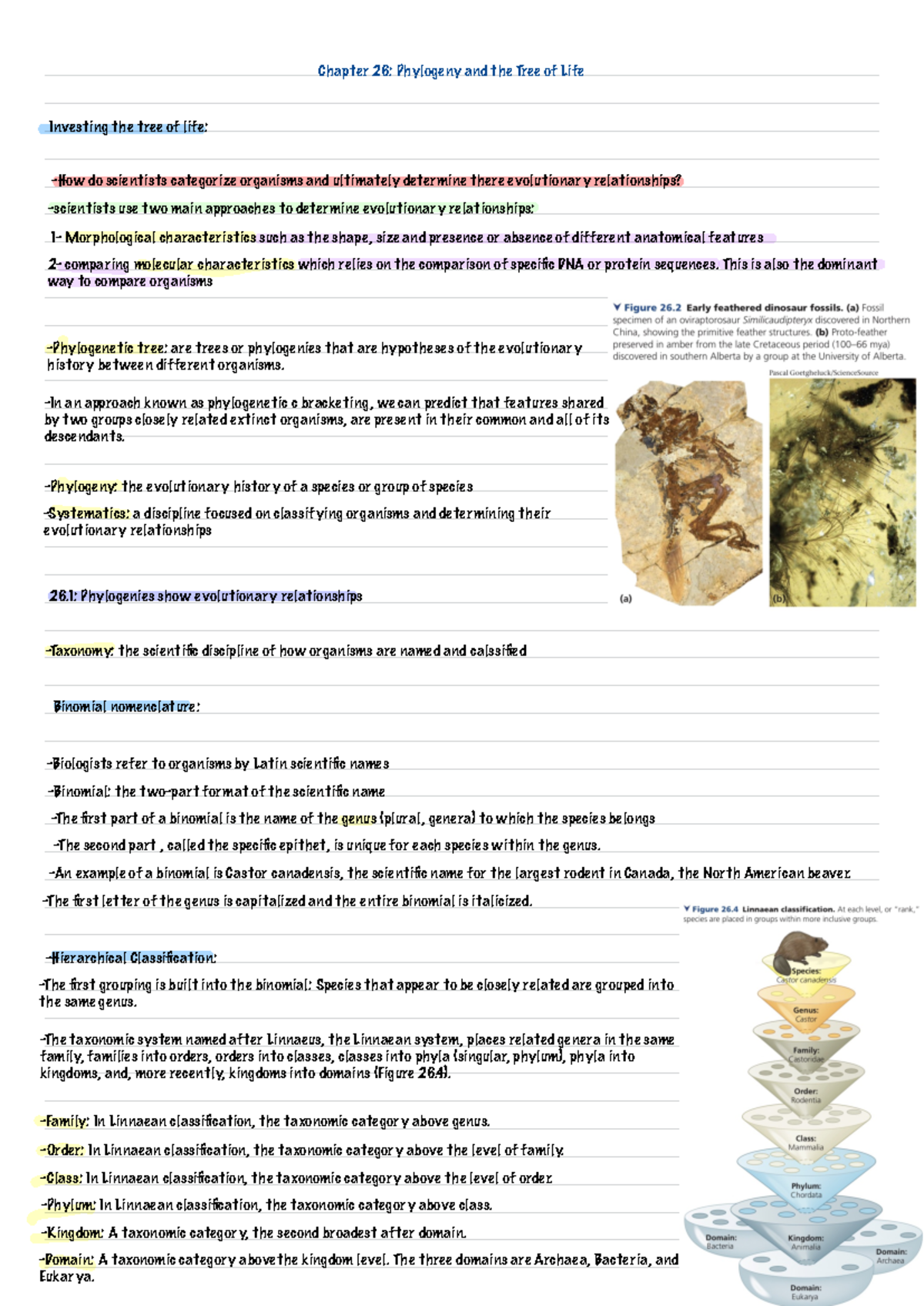Chapter 26 Summary 2 - Chapter 26: Phylogeny and the Tree of Life ...