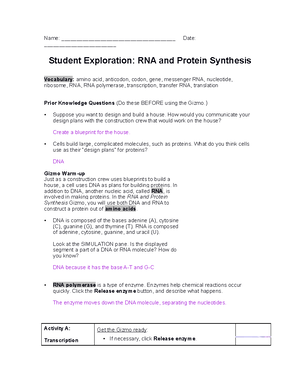 RNAProtein Synthesis SE - Name: Date: Student Exploration: - Studocu