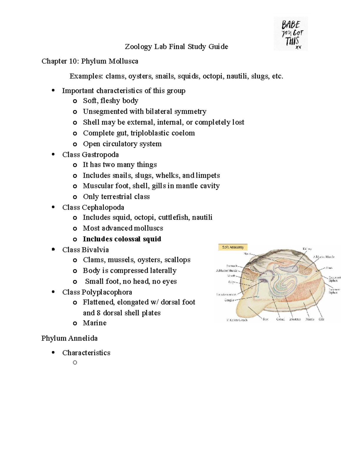 phylum mollusca homework and study guide #2 answer key