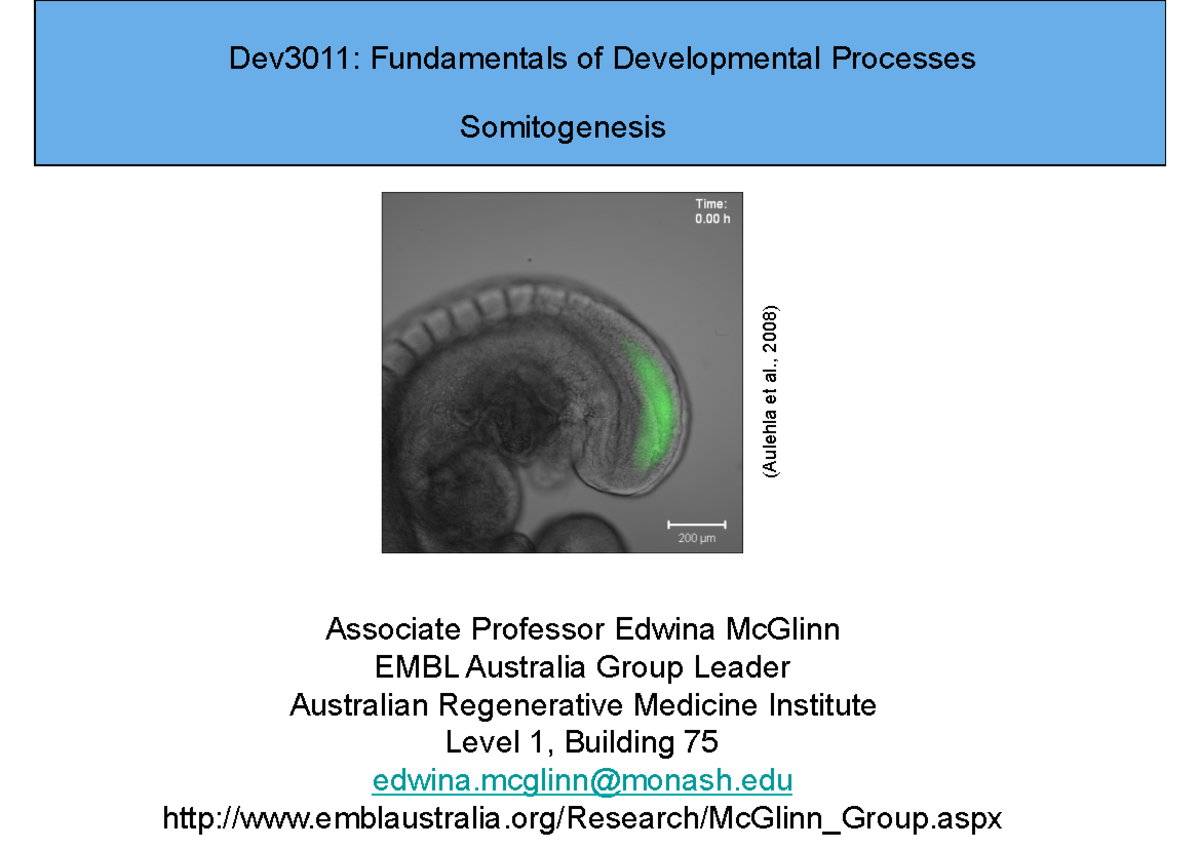 DEV3011 Somitogenesis - Associate Professor Edwina McGlinn EMBL ...