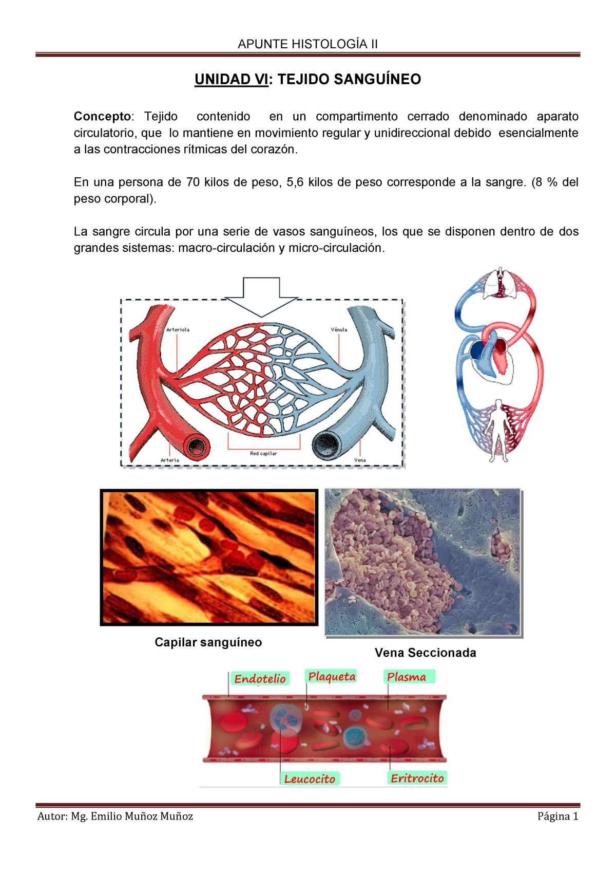 Apunte Histologã A Tej. Sangu Ã Neo 2018 - UNIDAD VI: TEJIDO SANGUÍNEO ...