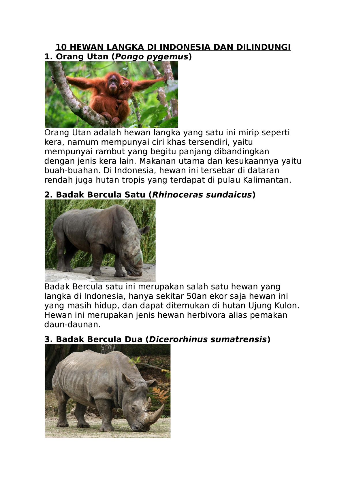 10 Hewan Lang Di Indonesia Dan Dilindungi 10 Hewan Langka Di