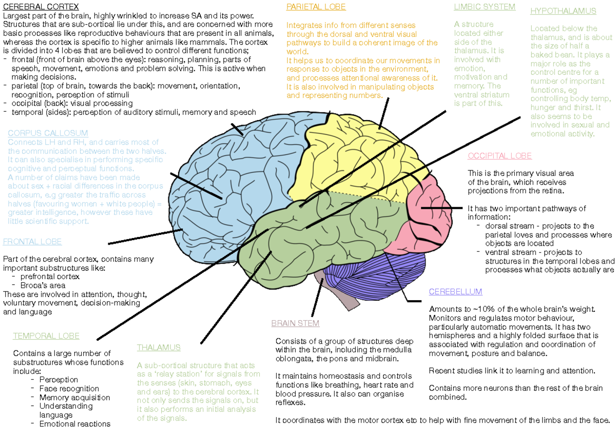 Psychology Regions of the Brain [colour coded] - CEREBRAL CORTEX ...