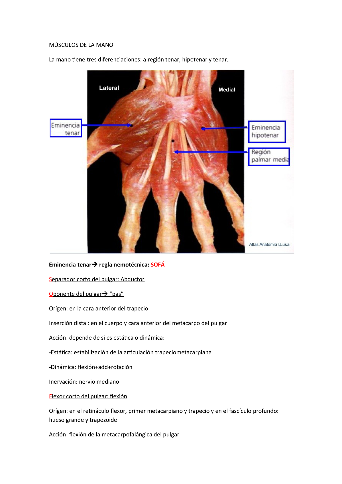 MÚsculos De La Mano Summary Anatomia Udl Studocu