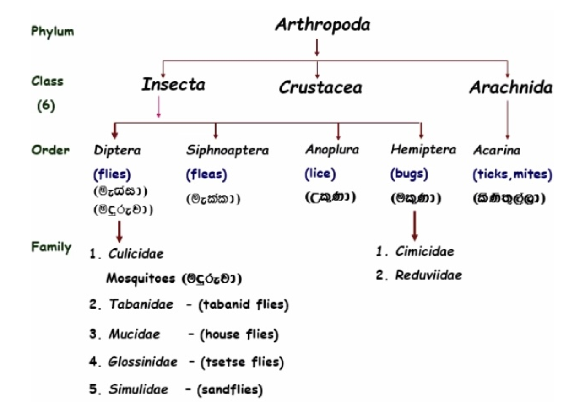 Fleas medically important - discrete math - Studocu