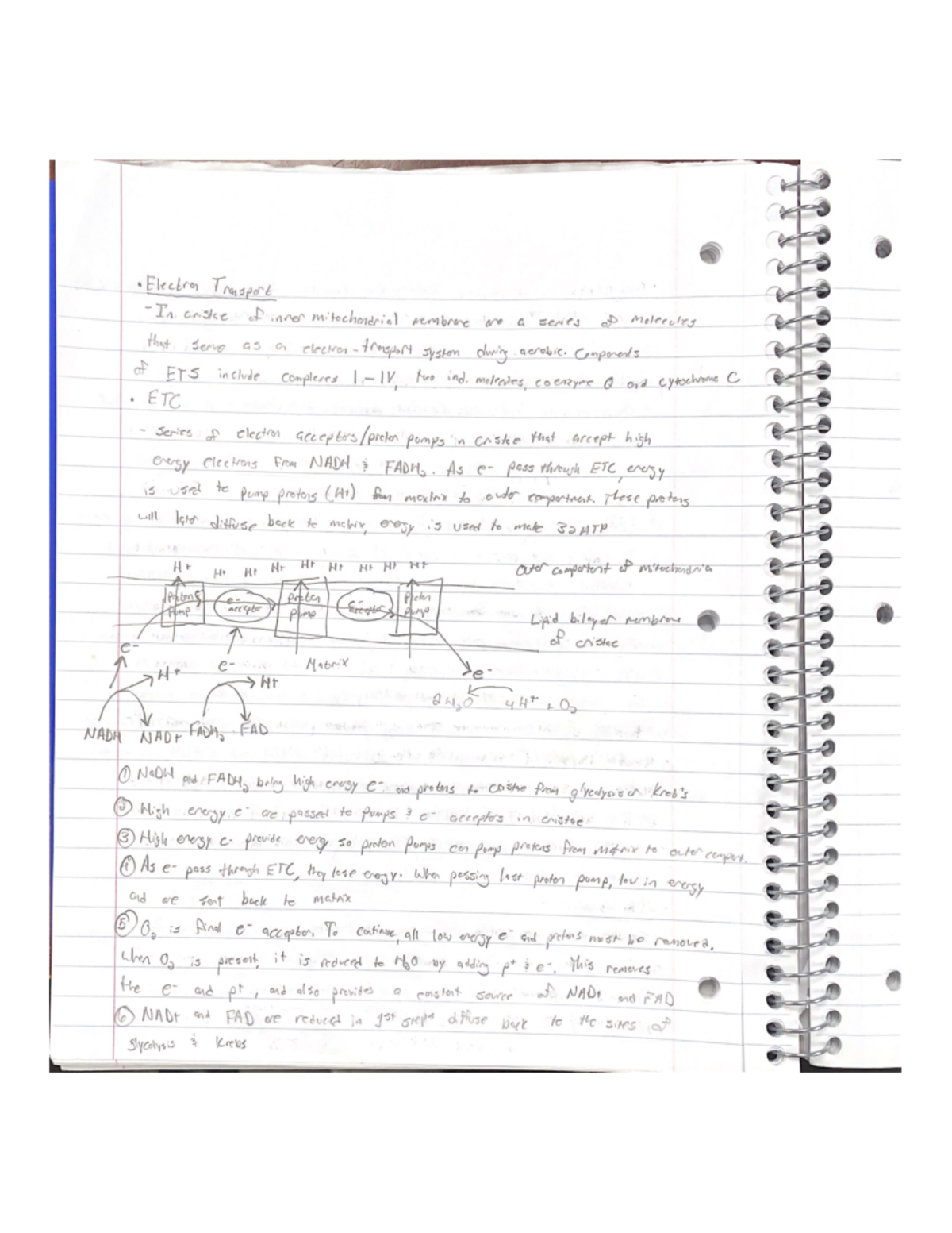 Physiology Part3 - Lecture notes - PCB 3703 - UCF - Studocu