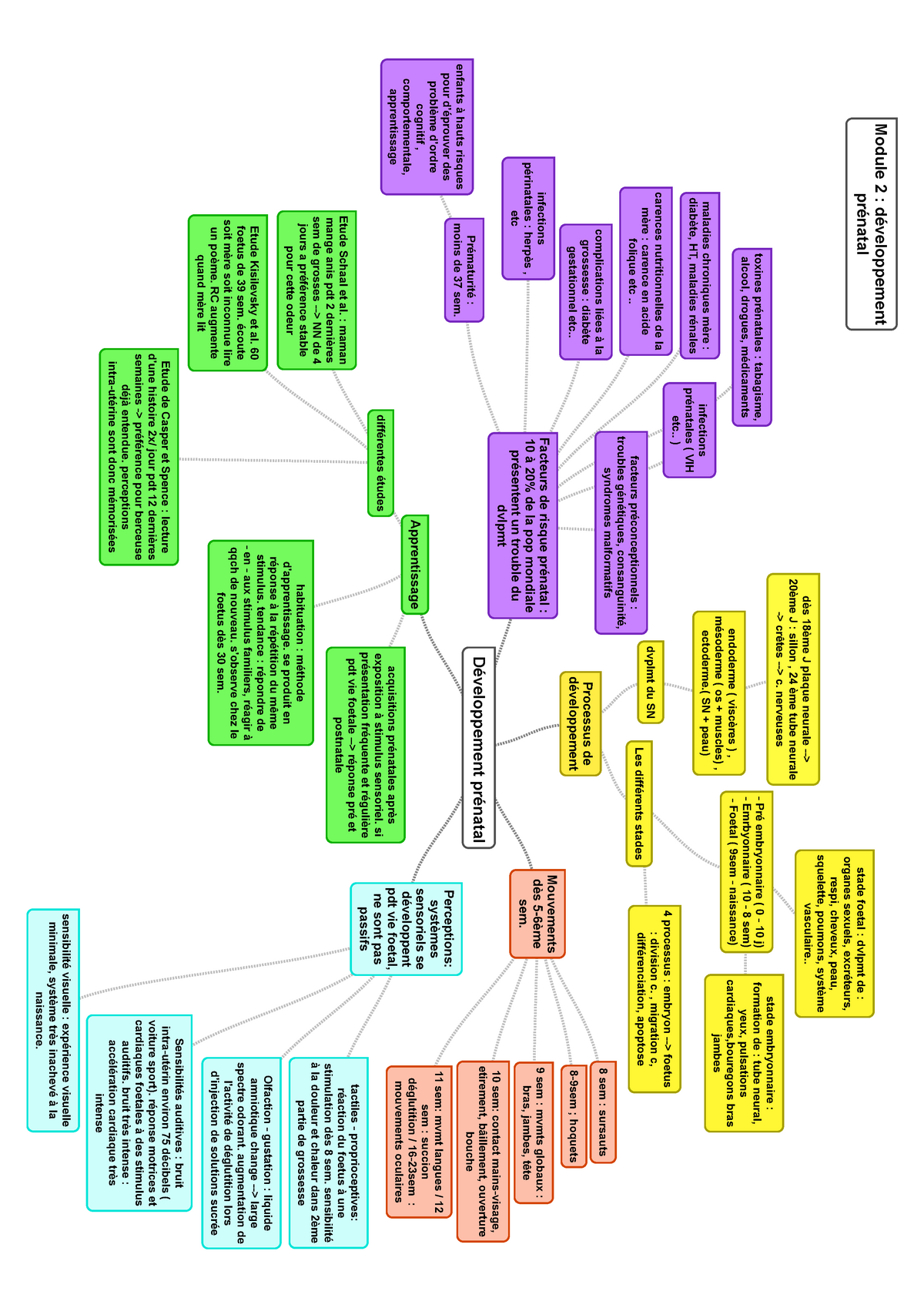 Carte Mentale Developpement Prenatal Studocu