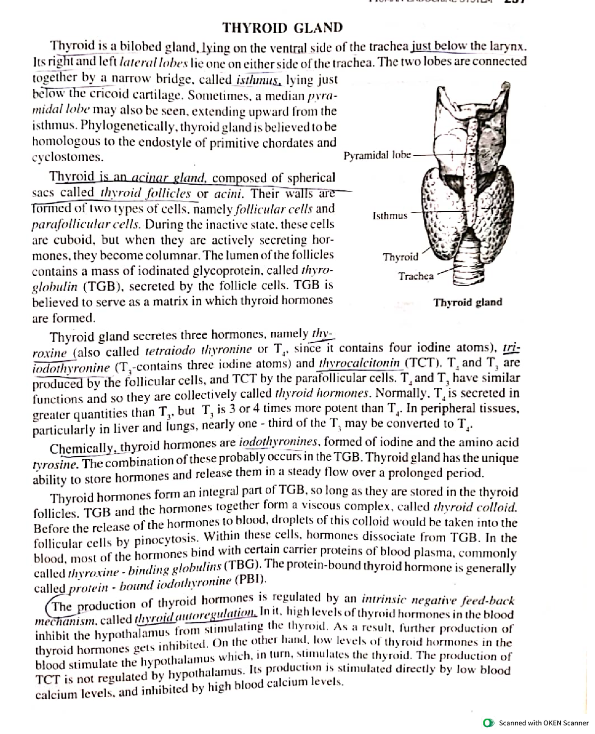 Thyroid gland , Functions of thyroid hormones functions of calcitonin ...