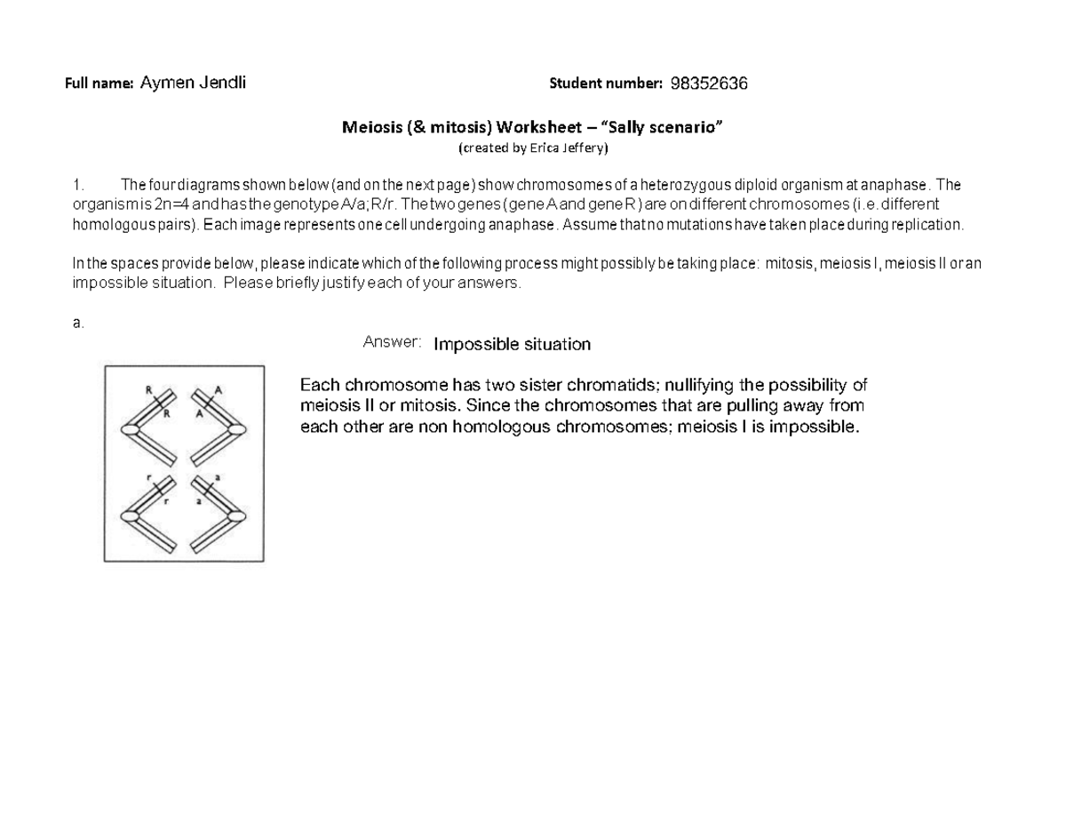 Worksheet+#2++-++Meiosis+(and+mitosis)+with+Sally+Scenario - Full name ...