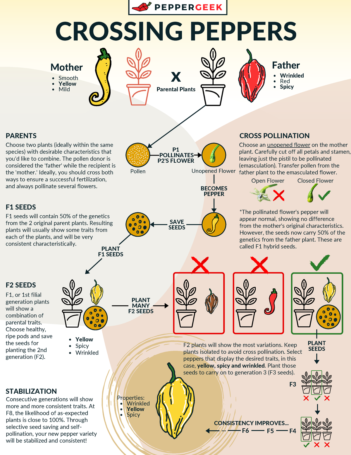 Cross Breeding Peppers Graphic F6 F Parental Plants CROSSING