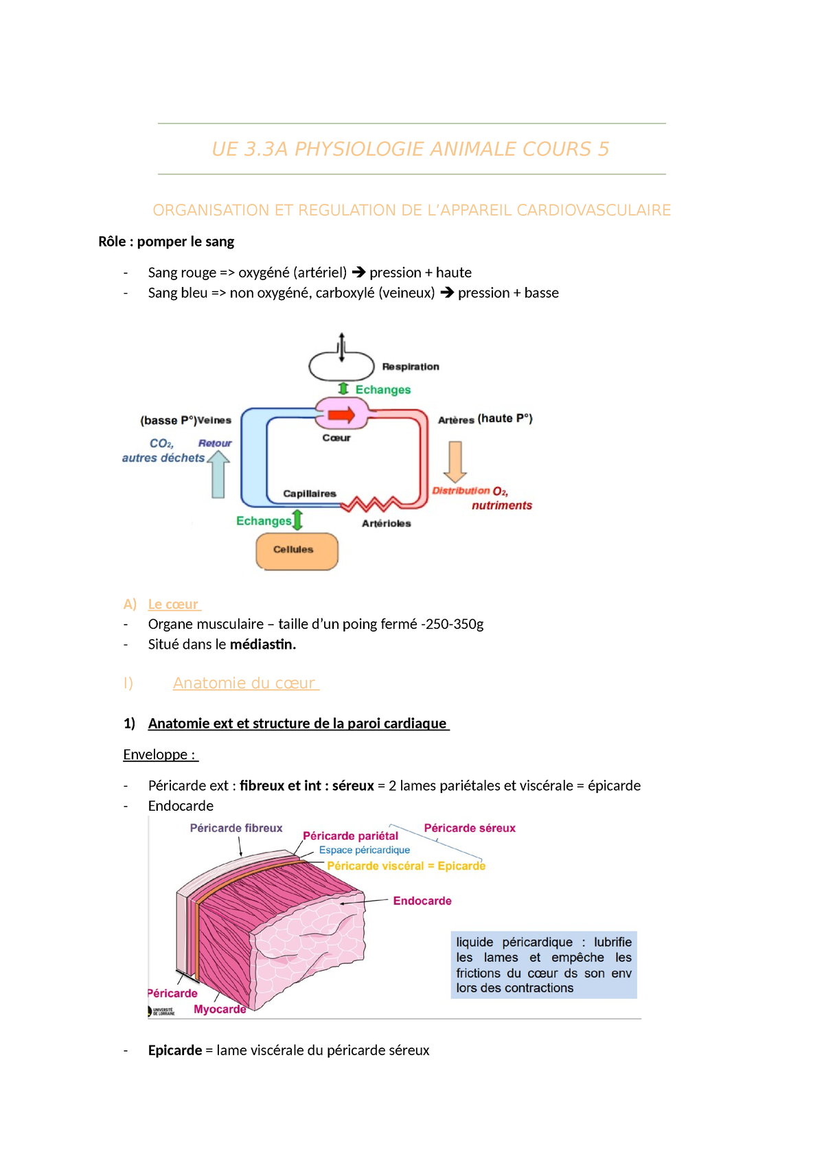 UE 3.3A Physiologie Animale Cours 5 - UE 3 PHYSIOLOGIE ANIMALE COURS 5 ...