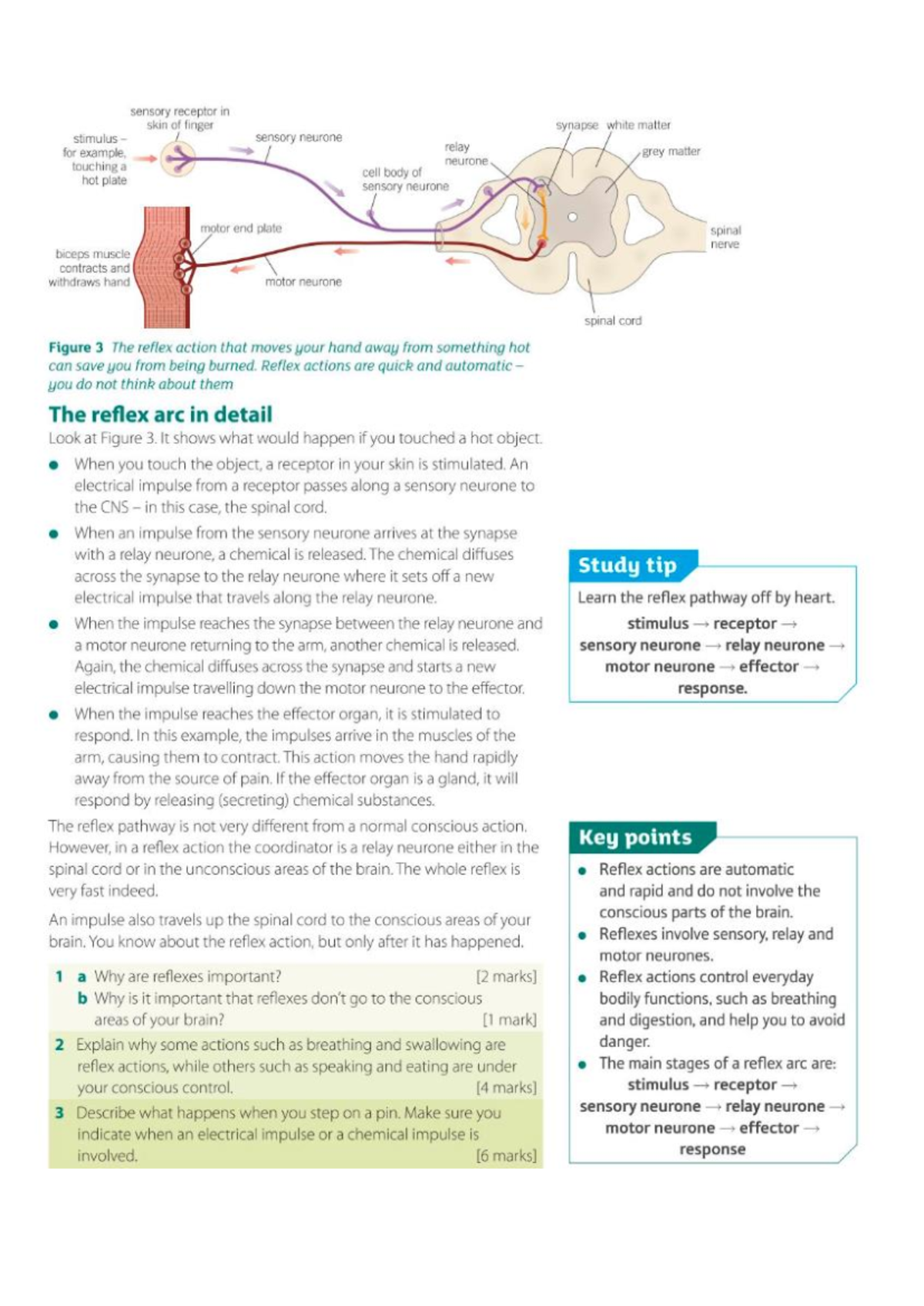 GCSE aqa biology reflex arc notes - Studocu