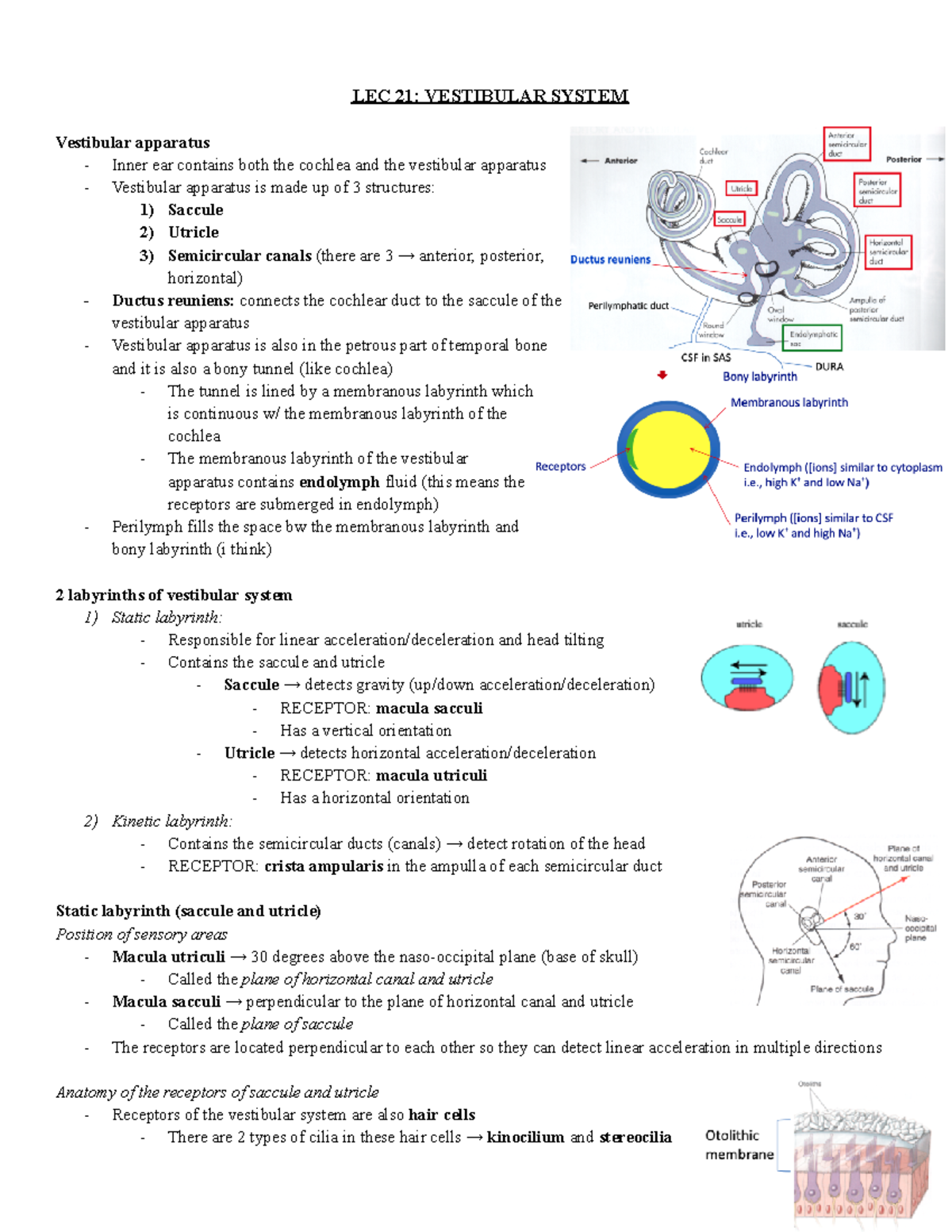 LEC 21 Vestibular System - LEC 21: VESTIBULAR SYSTEM Vestibular ...