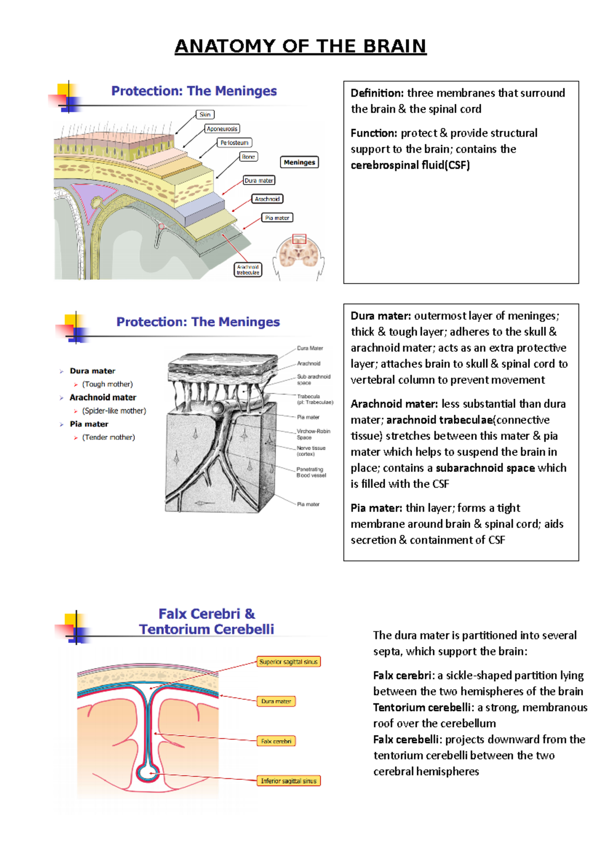 Brain Anatomy - Dura mater: outermost layer of meninges; thick & tough ...