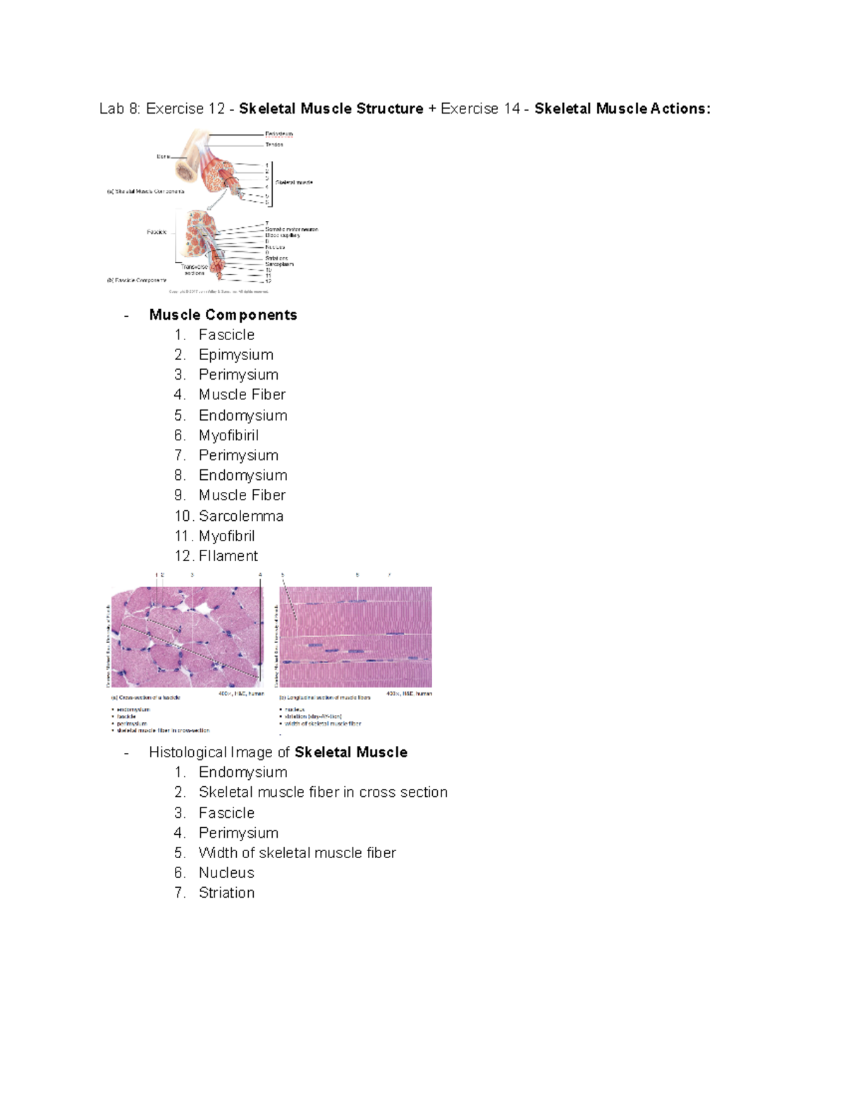 Anatomy And Physiology Lab 8; Exercise 12+14 - Skeletal Muscle ...