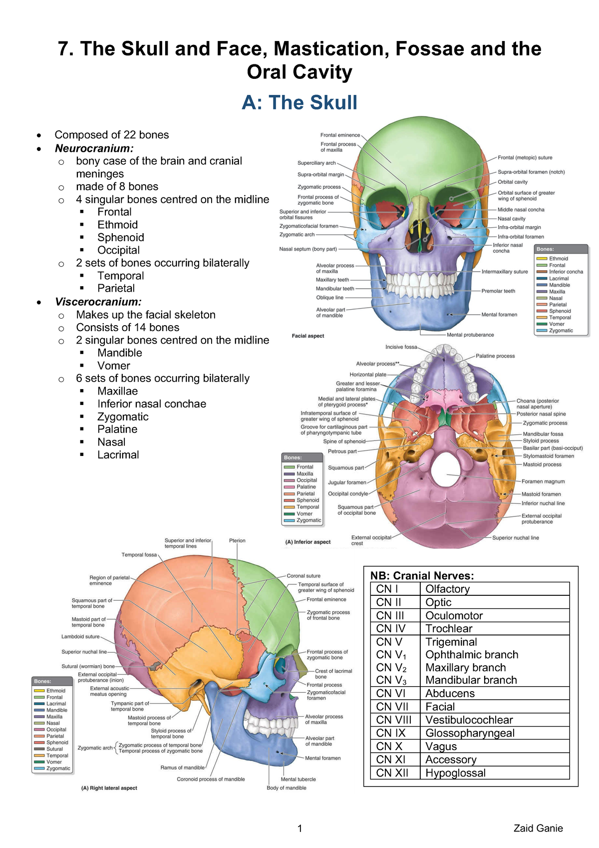 7. The Skull and Face, Mastication, Fossae and the Oral Cavity - 1 Zaid ...