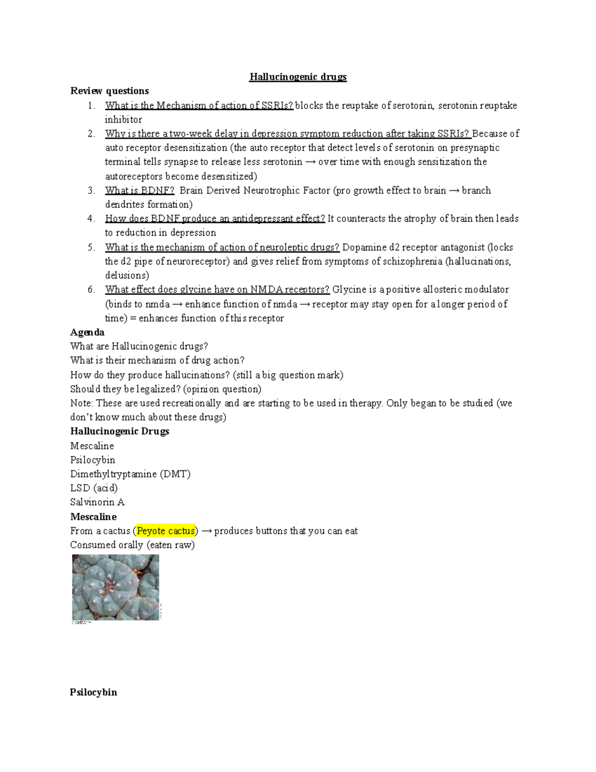 drugs-and-the-brain-hallucinogenic-drugs-hallucinogenic-drugs-review