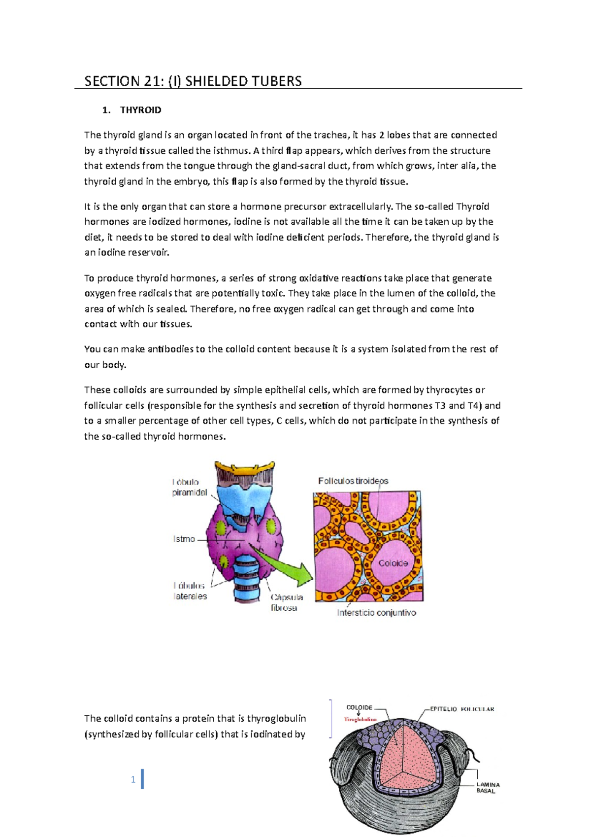 Unit 21 - Lecture notes 21 - SECTION 21: (I) SHIELDED TUBERS 1. THYROID ...