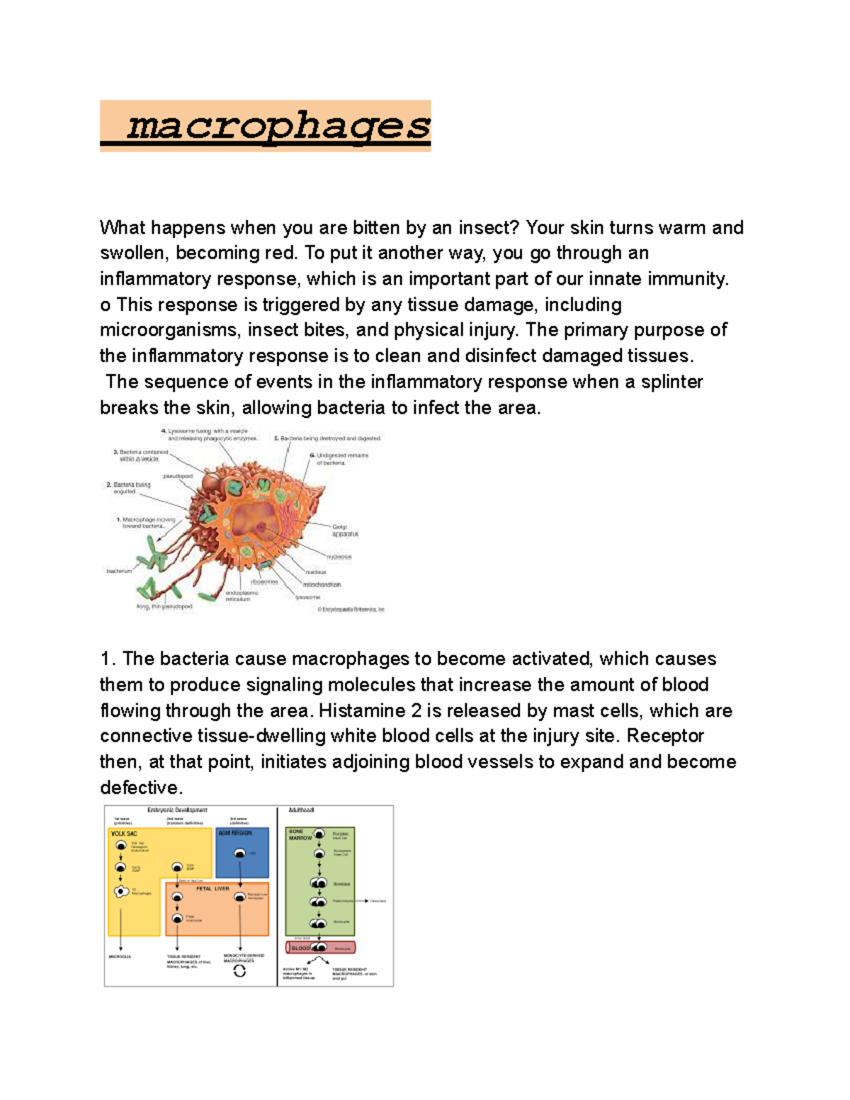 Macrophages macrophages What happens when you are bitten by an insect