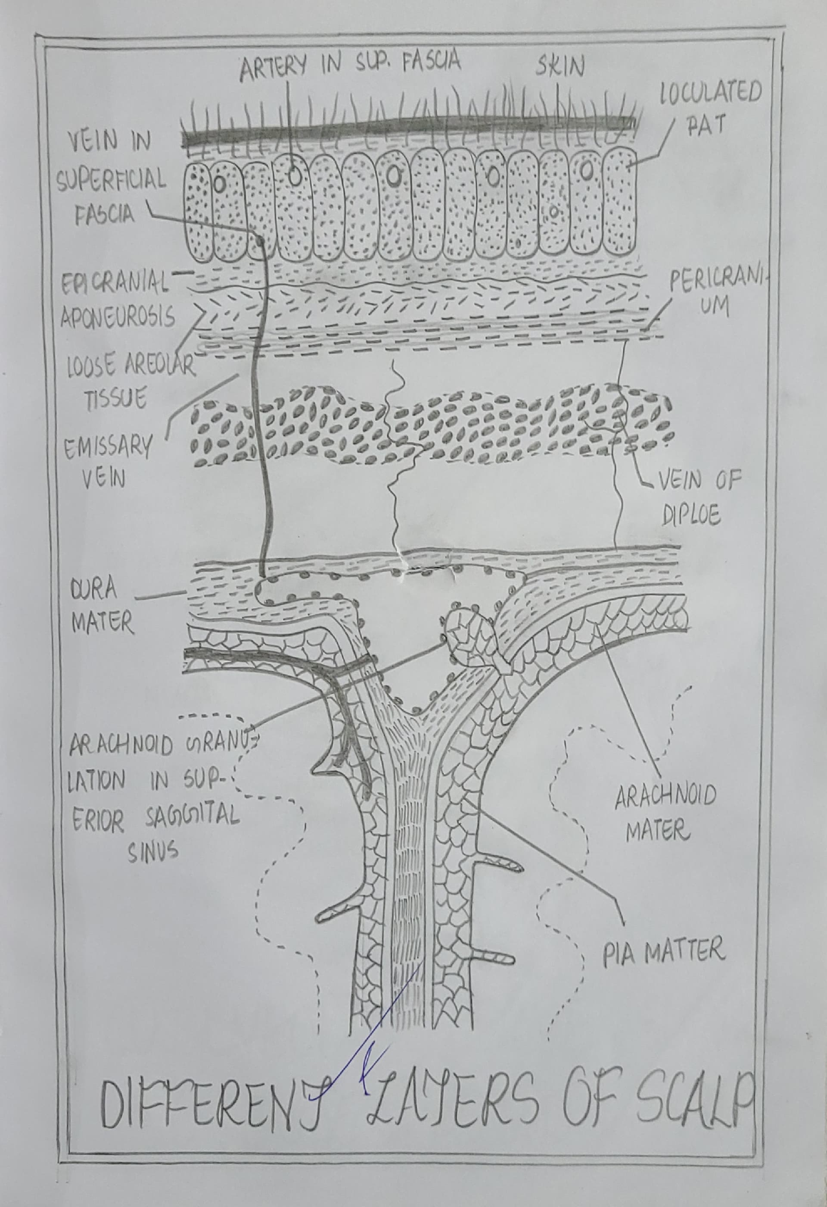 Head and neck gross anatomy - Studocu