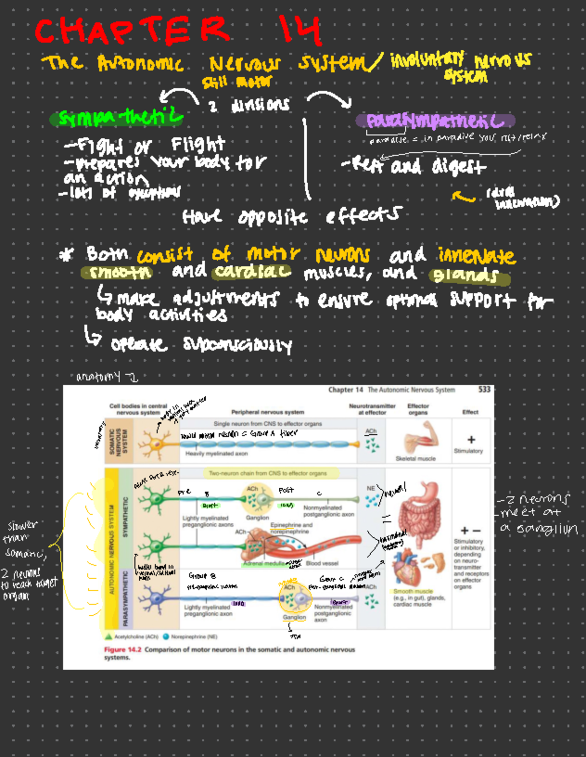 Chapters 14 and 16 endocrine system notes - CHAPTER 14 The Autonomic ...